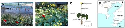 Impact on the scape of Farfugium japonicum var. japonicum (Asteraceae) under strong wind conditions based on morphological and mechanical analyses